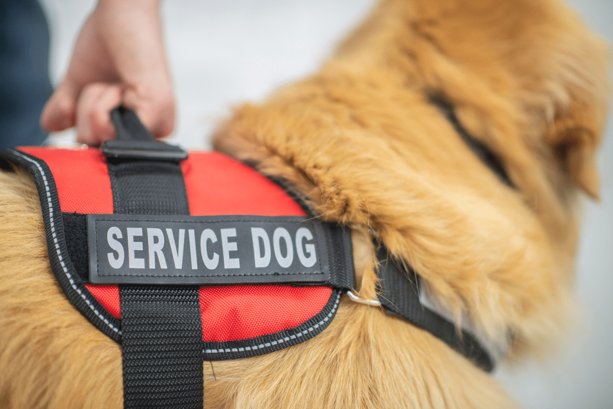 Valuable Things To Know When Interacting With A Service Dog